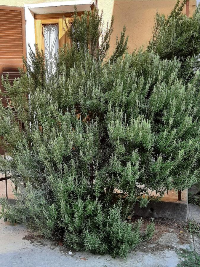 Il Rosmarino Vila Fresonara  Exterior foto